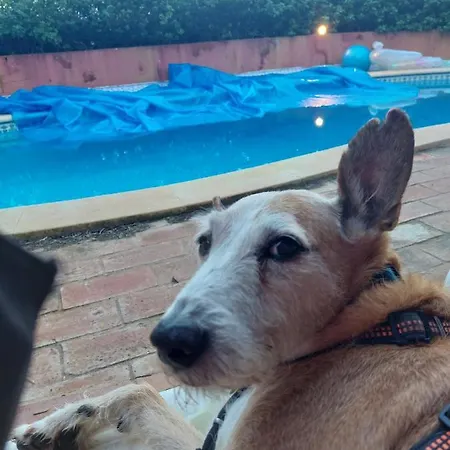 Casa Alexandra * Carvoeiro (Lagoa)